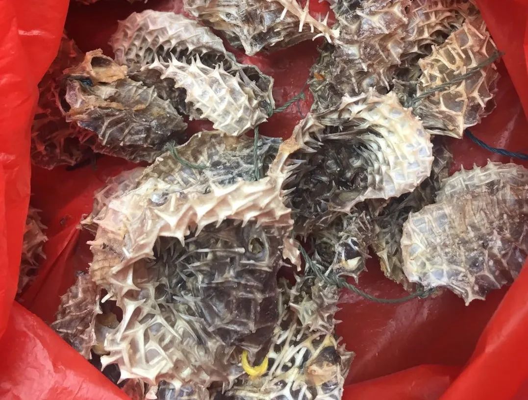 海底龟煲汤功效,海底龟煲汤