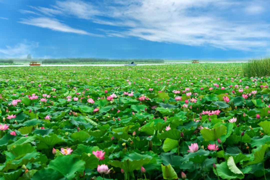 淮阳的荷花真美,又到了赏荷花的季节家门口的美景