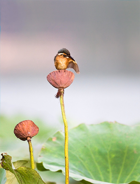 淮阳的荷花真美,又到了赏荷花的季节家门口的美景