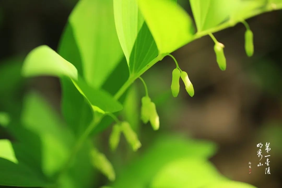 栖霞山玉竹树图片,栖霞山植物百科