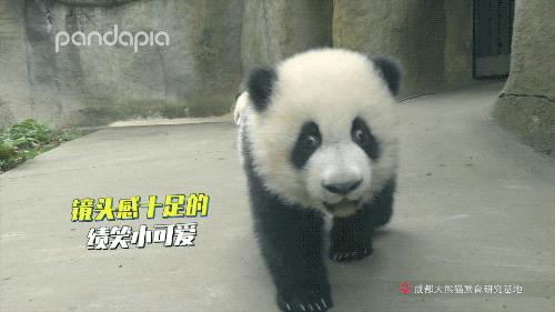 熊猫拍照怎么拍出高级感,熊猫拍照拍摄姿势