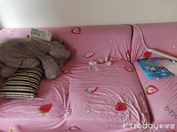 诡异“．．．”一路延伸窗帘天花板　猫奴望3皮蛋：怎么弄的