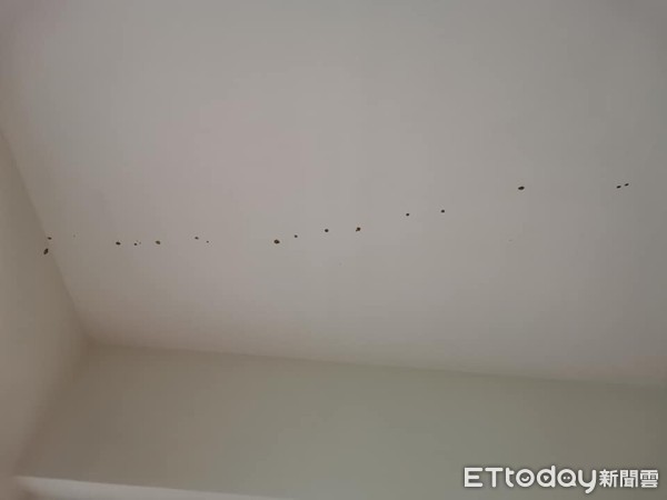 诡异“．．．”一路延伸窗帘天花板　猫奴望3皮蛋：怎么弄的