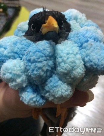 家里养了56只企鹅,家里养了一个企鹅宝宝是什么体验