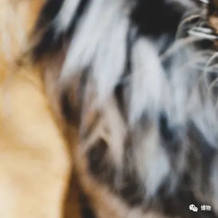 大熊猫一生没有彩色照片,大熊猫的愿望彩色照片