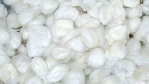 蚕丝被曝光事件,蚕丝被真相图片