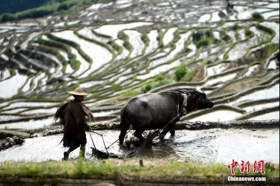 种下希望芒种,芒种忙在当下种下未来下一句