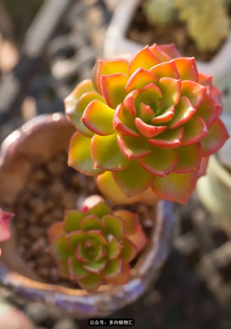 专注于自己喜欢的事情,专注于自己喜爱的事情