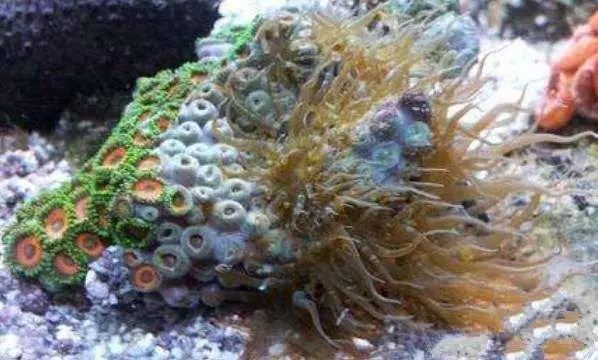 活石掉的粉末有害吗,活石里面虫子会寄生小鱼吗