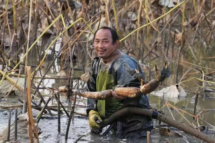 今天用100斤藕教大家自制藕粉,一斤藕粉需要几斤鲜藕来制作