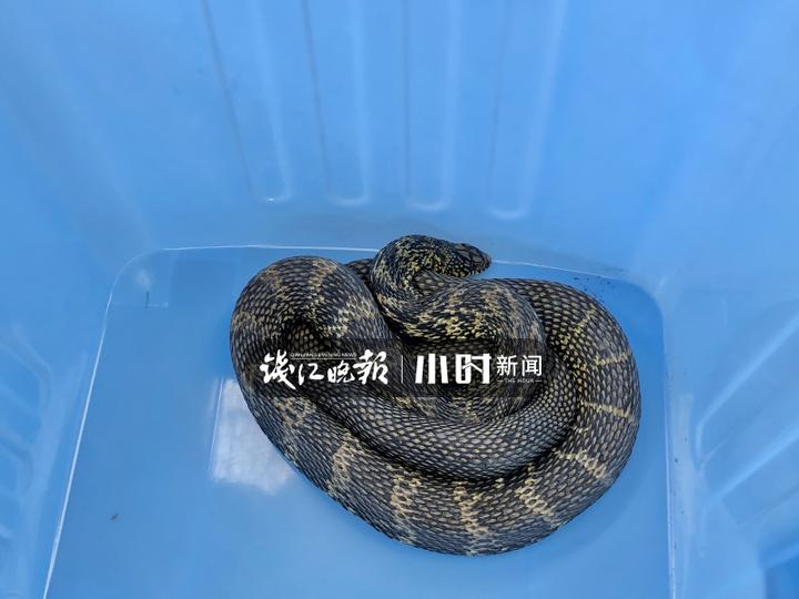 风油精比雄黄更有效驱蛇,大蒜风油精驱蛇原理