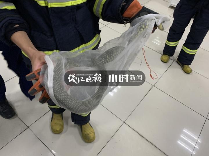 风油精比雄黄更有效驱蛇,大蒜风油精驱蛇原理