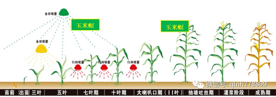 千卫®-S：专利技术，虫卵双杀，药效持久，连续使用无抗性，安全又环保