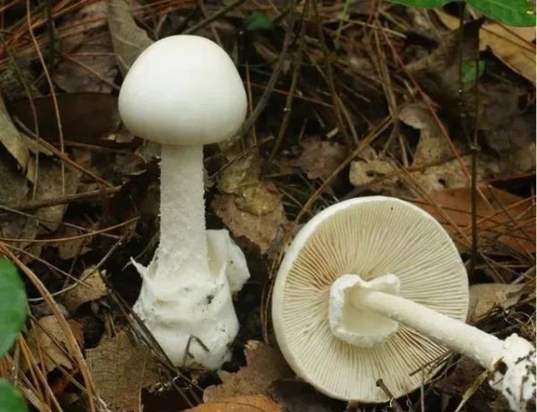 湖南最新蘑菇中毒事件,湖南毒蘑菇事件