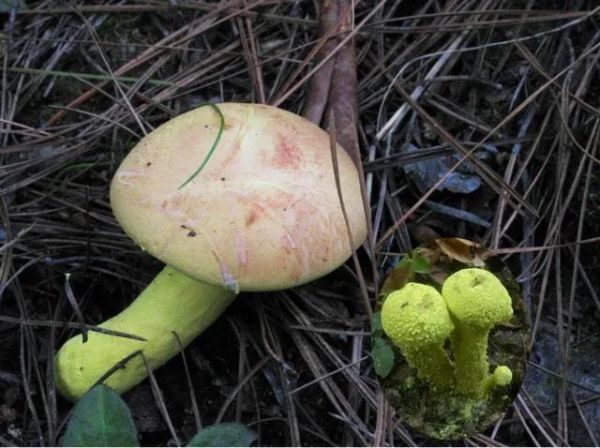 湖南最新蘑菇中毒事件,湖南毒蘑菇事件