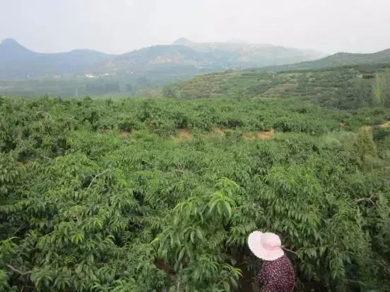沂蒙山蒙阴黄金油蟠桃,山东蒙阴正宗黄金油桃