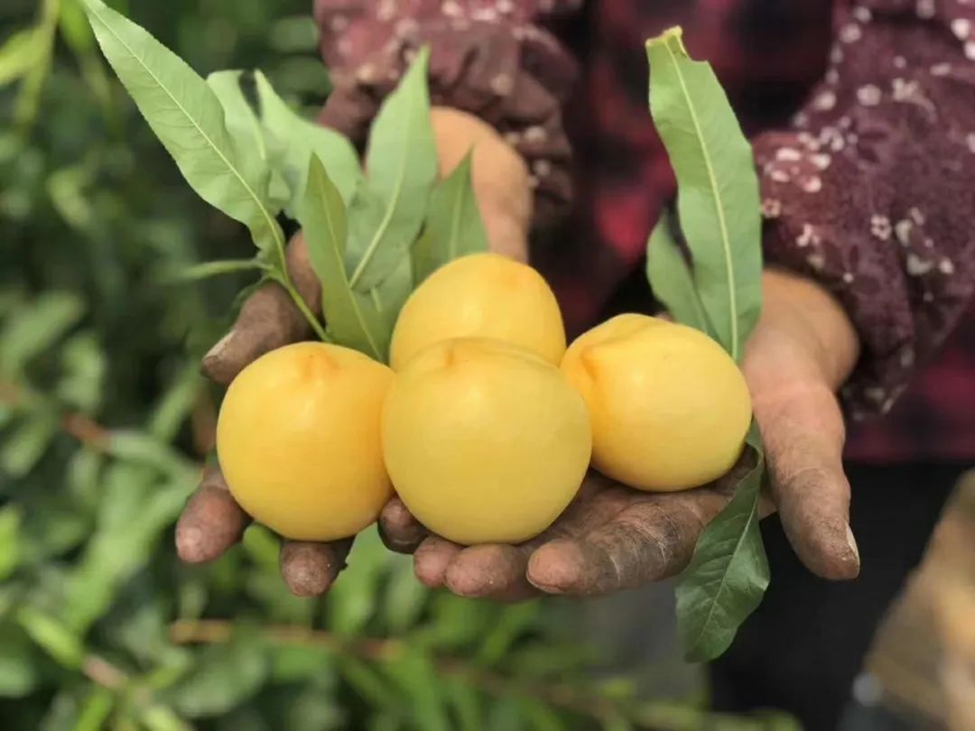 沂蒙山蒙阴黄金油蟠桃,山东蒙阴正宗黄金油桃