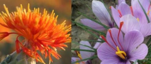 揭开翡翠神秘面纱,揭开花中黄金藏红花的神秘面纱