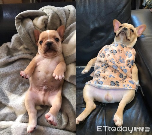 法斗屁屁发炎,法斗屁屁很红什么原因