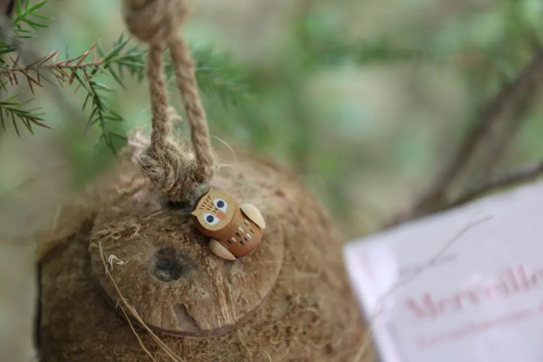 当嘲鸫飞过我的花园——《花间鸟语》的世界