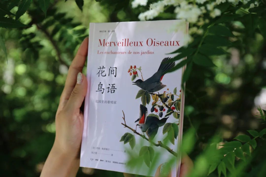 当嘲鸫飞过我的花园——《花间鸟语》的世界