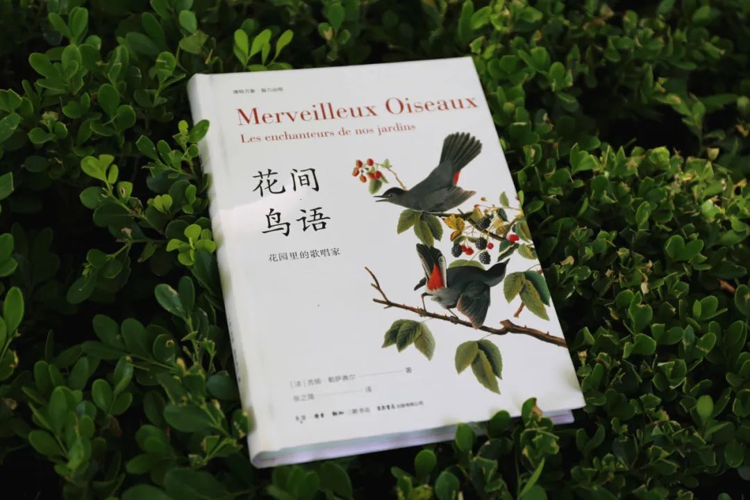 当嘲鸫飞过我的花园——《花间鸟语》的世界