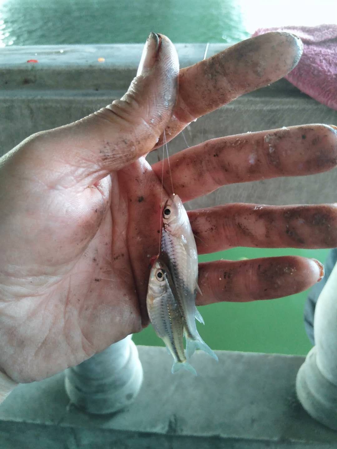 被昆玉河10次双飞吓傻了，难道是饵料惹的祸？