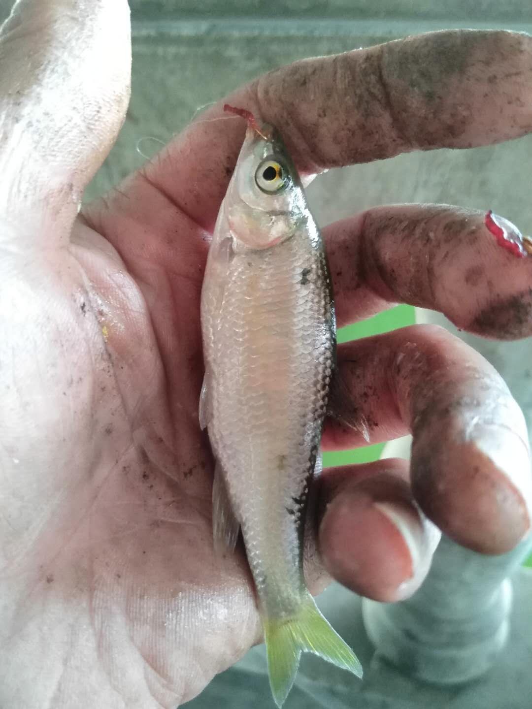 被昆玉河10次双飞吓傻了，难道是饵料惹的祸？