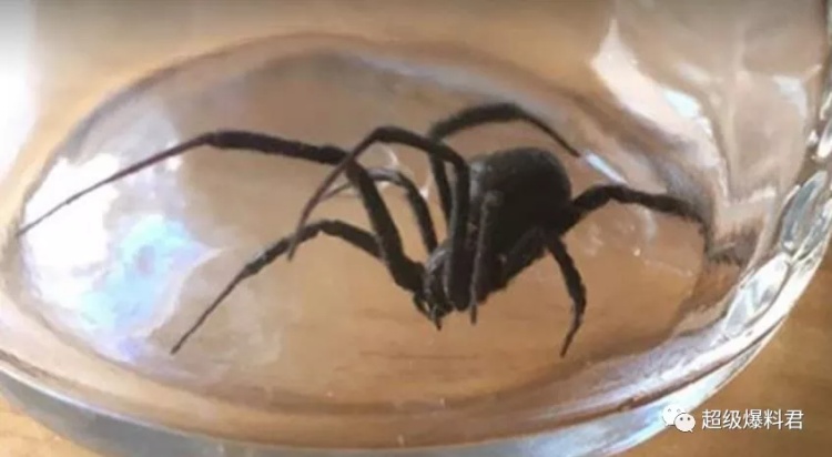 全球最毒的十大毒动物,加拿大最可怕的蛇