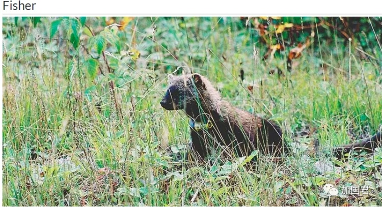 全球十大危险有毒动物,加拿大毒虫名单