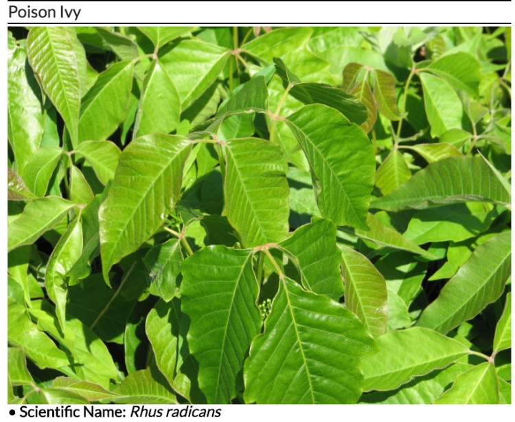 全球十大危险有毒动物,加拿大毒虫名单
