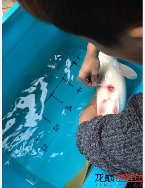 芥子锦鲤最大能长多大,腹水型锦鲤炸鳞最快解决方法