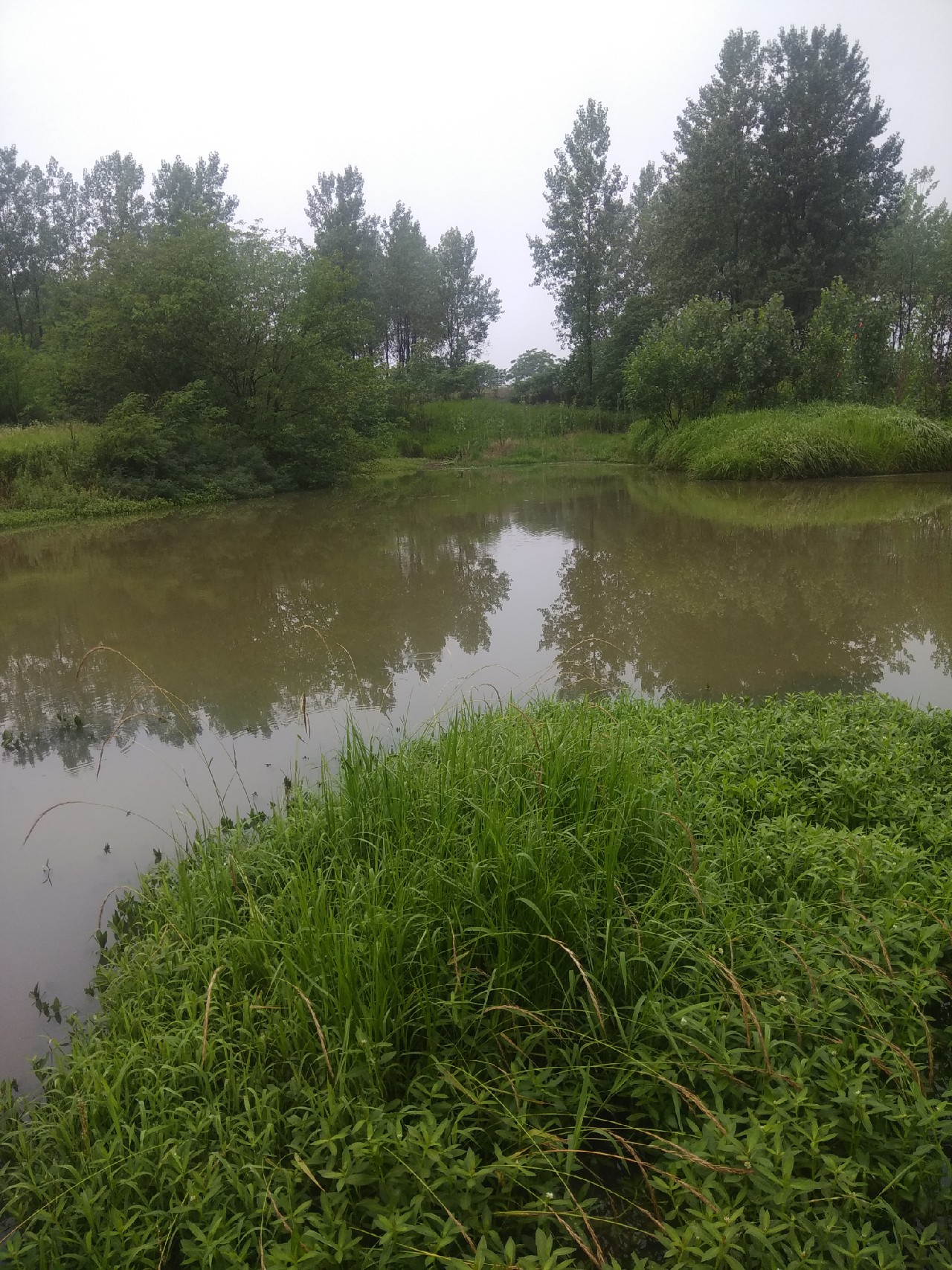 为什么涨水后钓鱼好钓,涨水之后鱼会变多吗