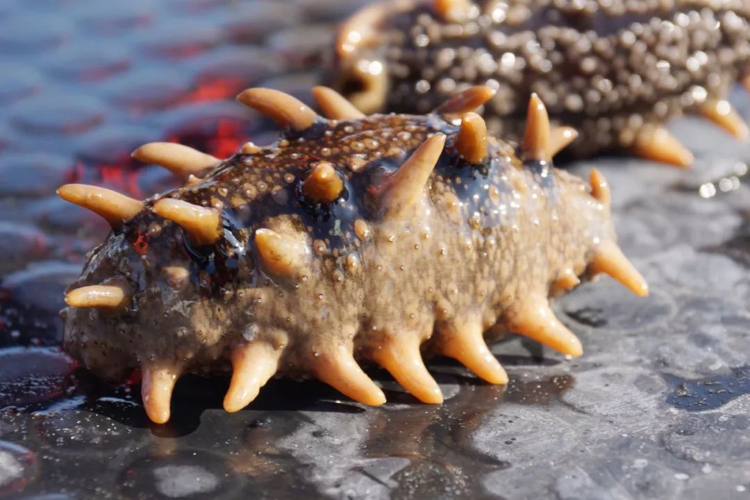 防城港哪里的海鲜便宜旅游攻略,沿海岸线走哪条旅游线最好