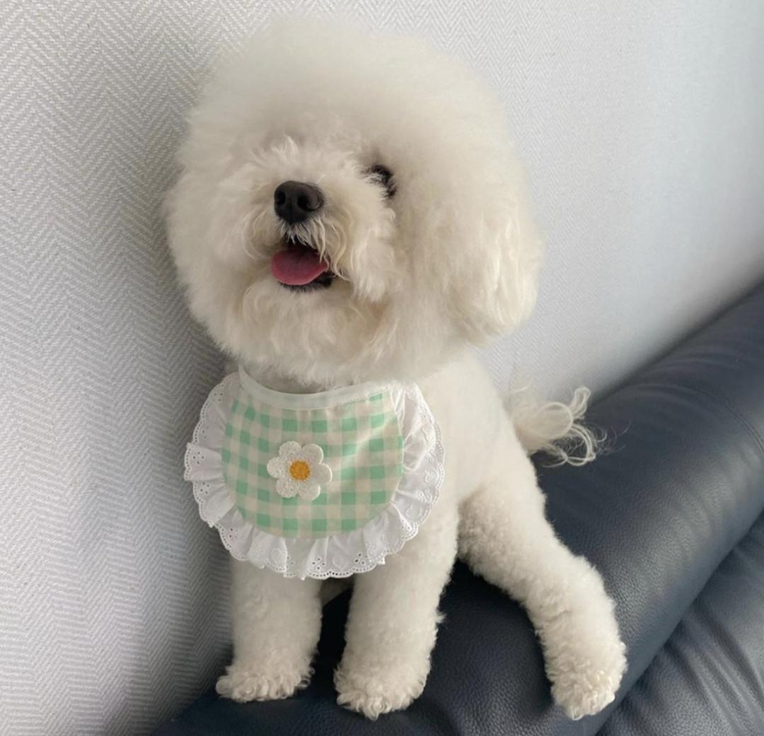 盘点二十种忠爱满世界的萌犬,可爱治愈系萌犬