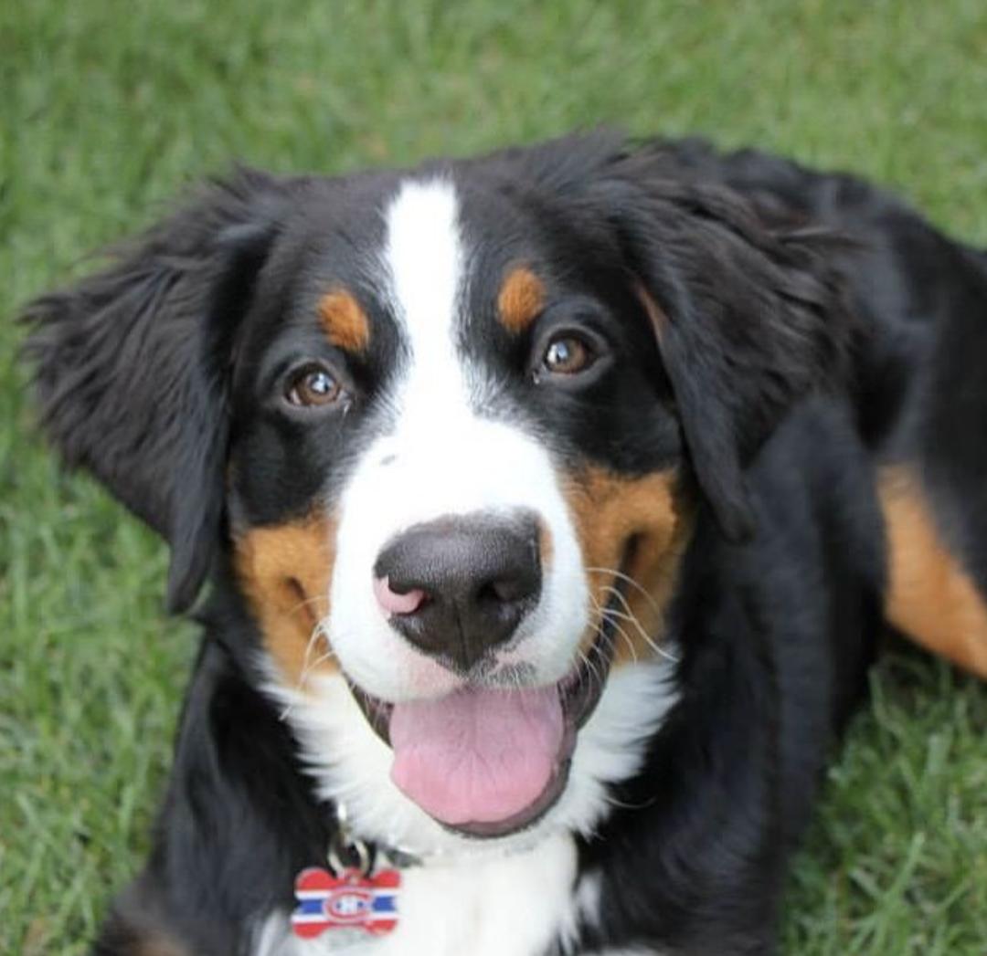 萌犬百科全集,盘点二十种忠爱满世界的萌犬