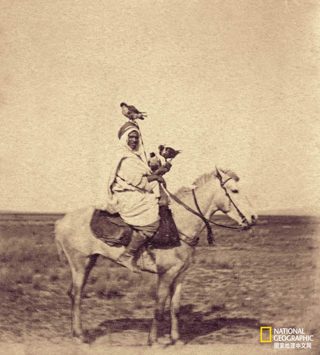 迪拜酋长养的动物,迪拜酋长养的土豪鸟