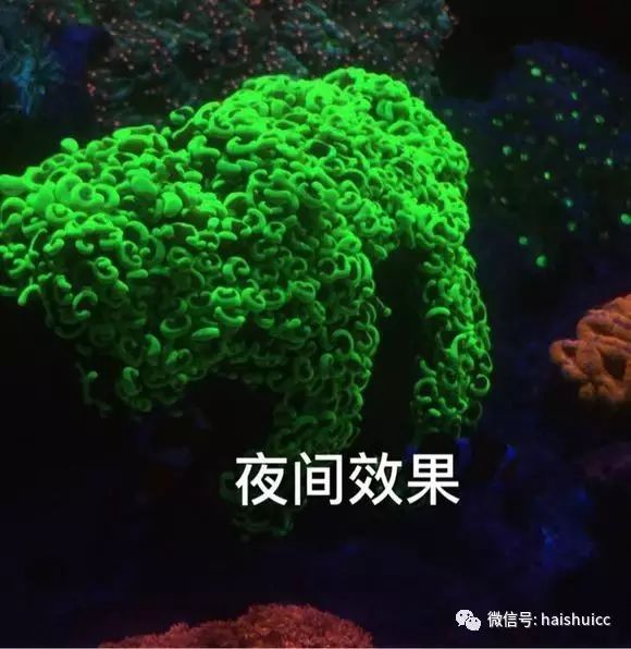 活珊瑚的正确养殖方法,姬珊瑚的养殖方法和注意事项