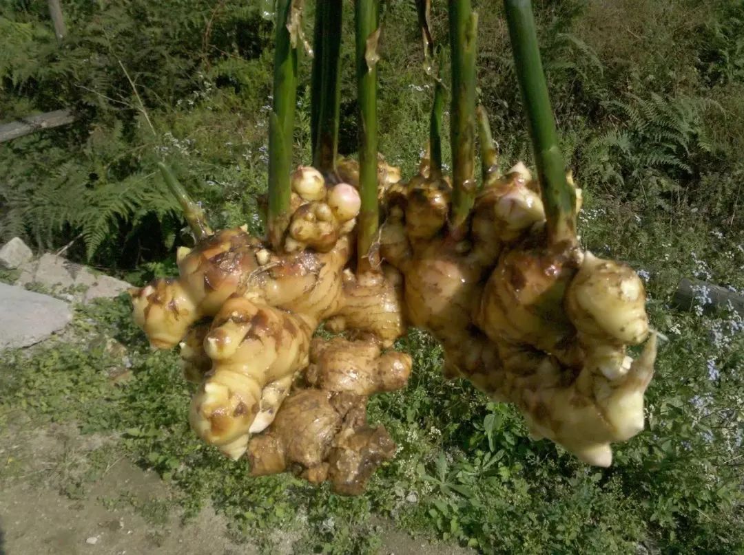 拯救食欲的菜谱,拯救夏日的美食