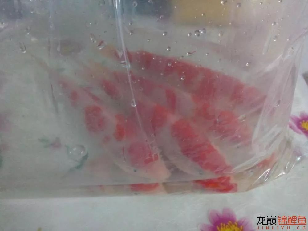 锦鲤池建造施工过程,楼顶怎么施工建锦鲤池