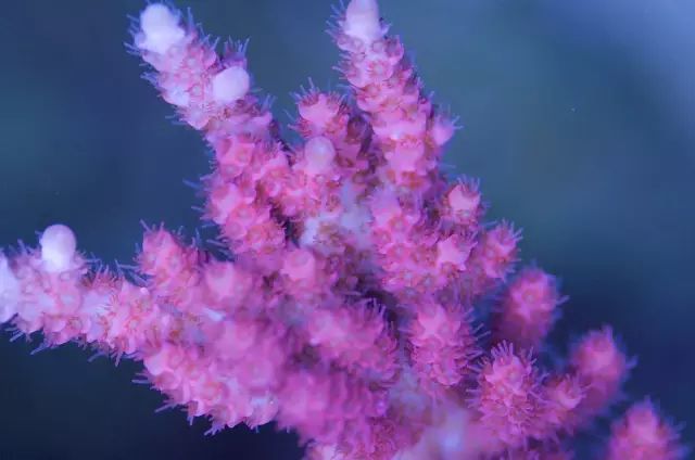 海水疾病,海水鱼疾病图鉴