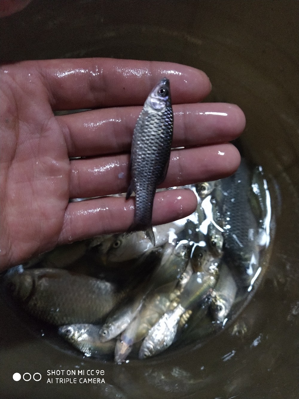 小鱼闹窝最佳处理方法,小鱼闹窝最简单的解决办法