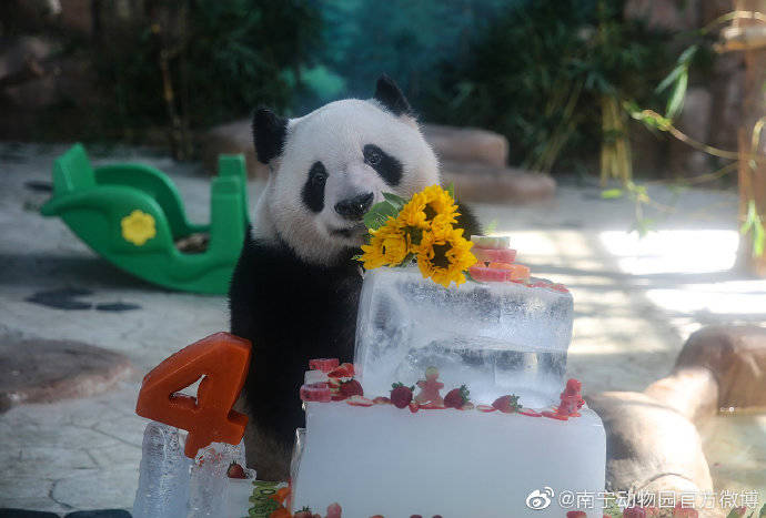 大熊猫绩美到达南宁机场,大熊猫绩美绩兰小时候