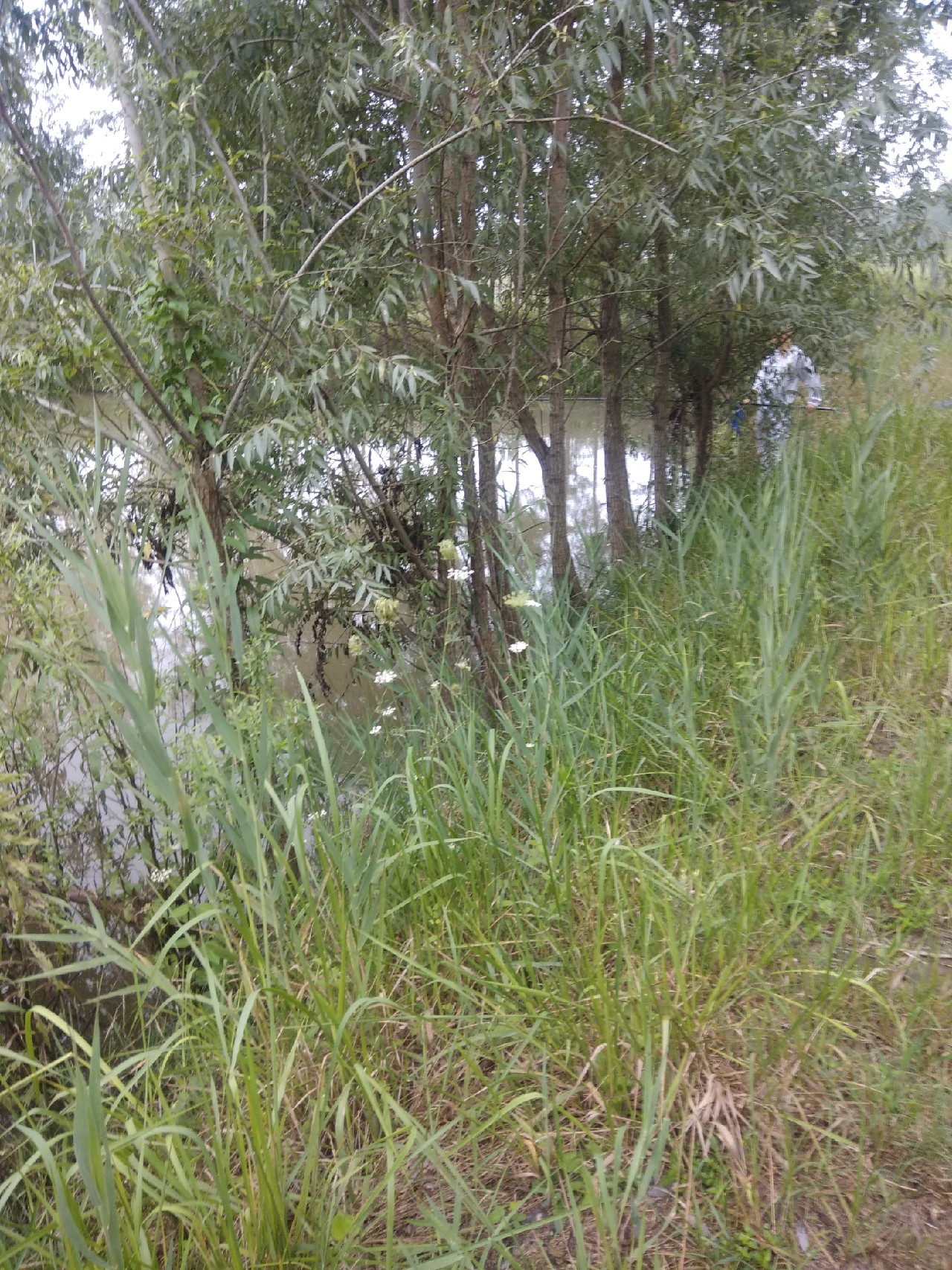 野钓鲫鱼浮漂上顶不中鱼什么原因,野钓鲤鱼浮漂上顶不中鱼咋回事