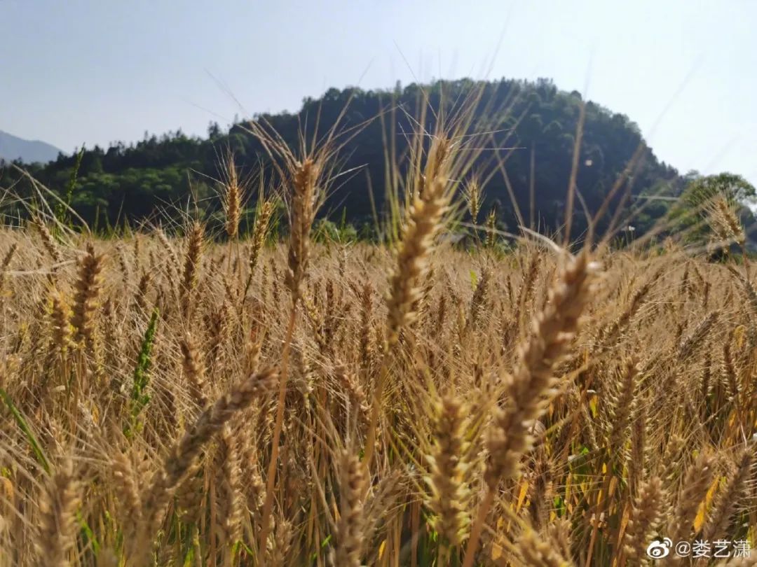 娄艺潇住的哪个酒店,娄艺潇旅游住民宿
