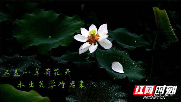 视频｜湖南娄底：出水芙蓉待君来