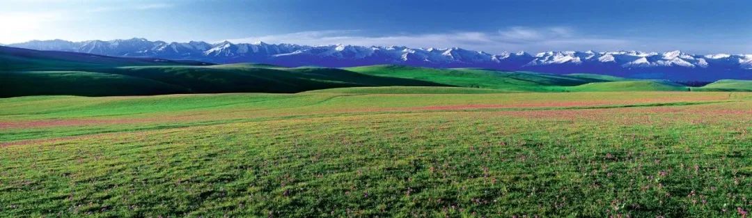 新疆伊犁昭苏油菜花几月开,大美新疆昭苏特克斯油菜花