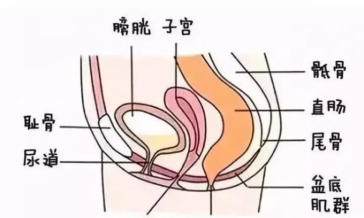 盆底治疗有哪些注意事项,盆底治疗最好方法