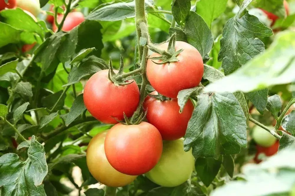 周末亲子好去处无动力乐园,亲子农场适合带孩子去玩的地方