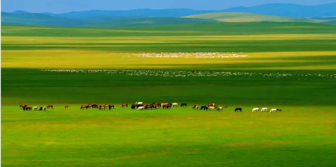 治理沙化土地恢复植被,内蒙古沙化草原修复新华社